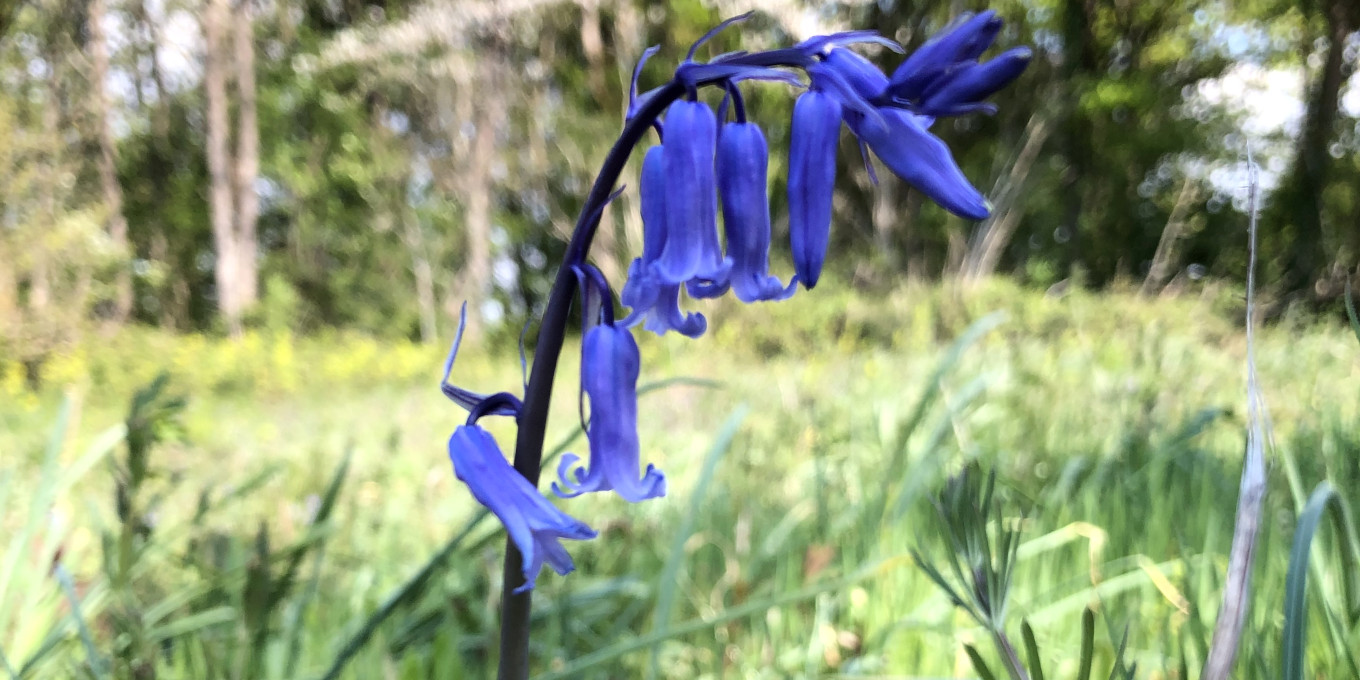 Jacinthe des bois (Hyacinthoides non-scripta) © Nicolas Macaire / LPO